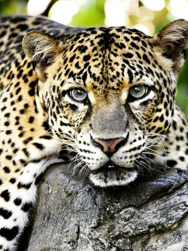 Wilpattu National Park